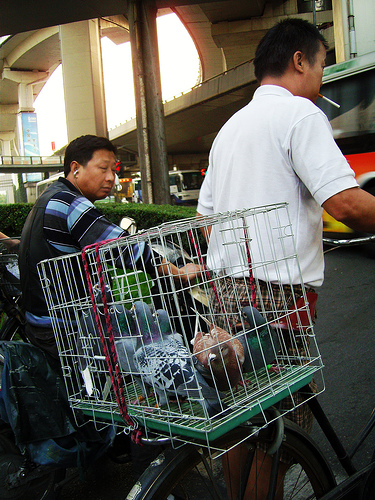 CAGE ON A CYCLE